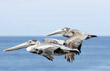 Avatar de Pelicans Voladors